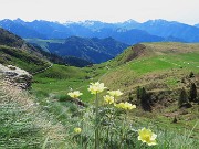 15 Pulsatilla alpina sulphurea (Anemone sulfureo) 